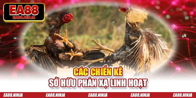 Đá Gà Thomo - Sức Hút Từ Những Trận Đấu Đẳng Cấp 2026 Các chiến kê sở hữu phản xạ linh hoạt