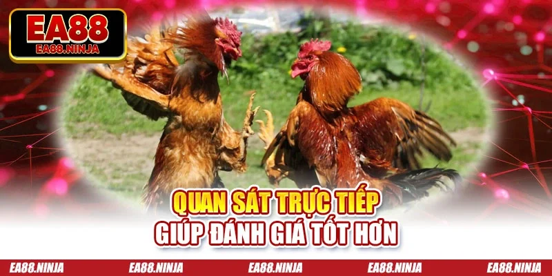 Đá Gà Thomo - Sức Hút Từ Những Trận Đấu Đẳng Cấp 2026 Quan sát trực tiếp giúp đánh giá tốt hơn