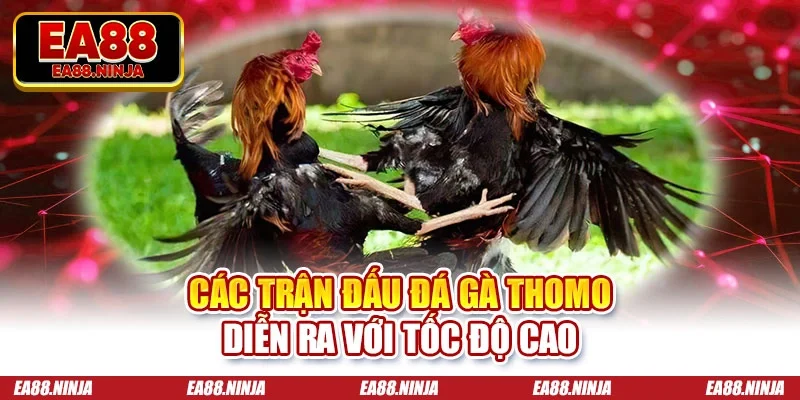 Đá Gà Thomo - Sức Hút Từ Những Trận Đấu Đẳng Cấp 2026 Các trận đấu đá gà Thomo diễn ra với tốc độ cao